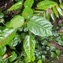 Ficus variegata at Syndicate, QLD - 10 Jul 2025 by Tapirlord