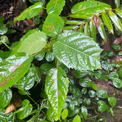 Ficus variegata at Syndicate, QLD - 10 Jul 2025 by Tapirlord