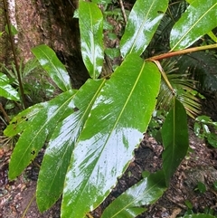 Alpinia caerulea at Syndicate, QLD - 10 Jul 2025 by Tapirlord