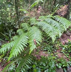 Cyathea cooperi at Syndicate, QLD - 10 Jul 2025 by Tapirlord