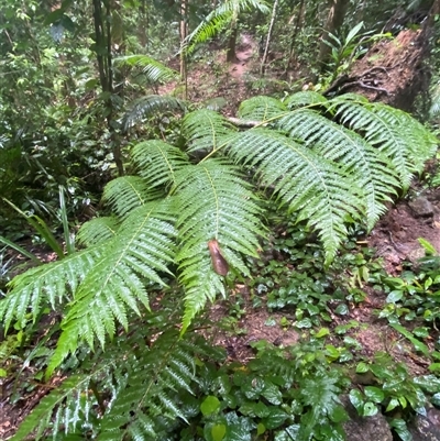 Cyathea cooperi at Syndicate, QLD - 10 Jul 2025 by Tapirlord