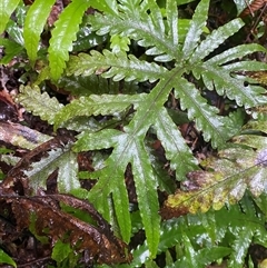 Unverified Fern or Clubmoss at Syndicate, QLD - 10 Jul 2025 by Tapirlord