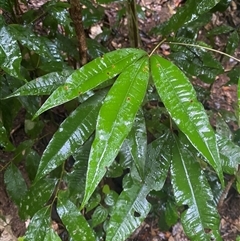 Argyrodendron trifoliolatum at Syndicate, QLD - 10 Jul 2025 by Tapirlord