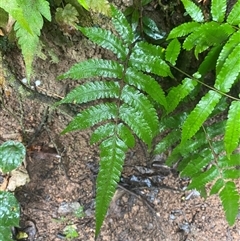 Christella dentata at Syndicate, QLD - 10 Jul 2025 by Tapirlord