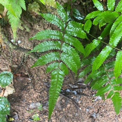 Christella dentata at Syndicate, QLD - 10 Jul 2025 by Tapirlord