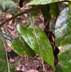 Dioscorea transversa at Syndicate, QLD - 10 Jul 2025 by Tapirlord