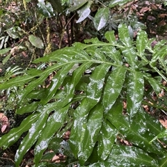 Unverified Fern or Clubmoss at Syndicate, QLD - 10 Jul 2025 by Tapirlord