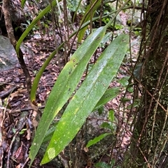 Asparagus asparagoides at Syndicate, QLD - 10 Jul 2025 by Tapirlord