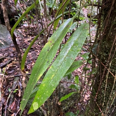 Asparagus asparagoides at Syndicate, QLD - 10 Jul 2025 by Tapirlord