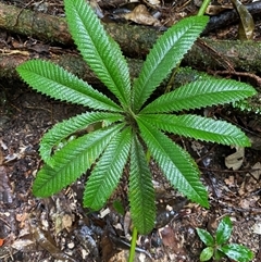 Unverified Climber or Mistletoe at Syndicate, QLD - 10 Jul 2025 by Tapirlord