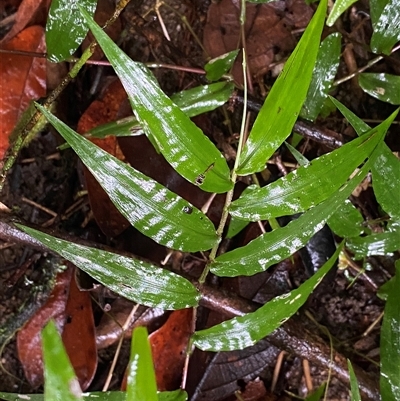 Oplismenus hirtellus at Syndicate, QLD - 10 Jul 2025 by Tapirlord