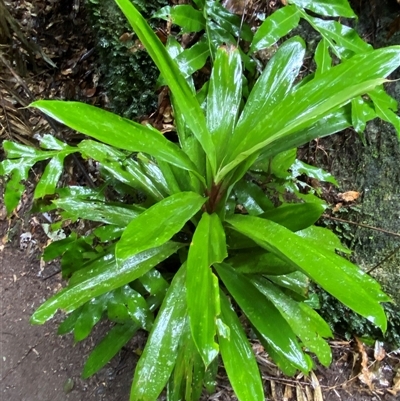 Crassula sieberiana at Syndicate, QLD - 10 Jul 2025 by Tapirlord