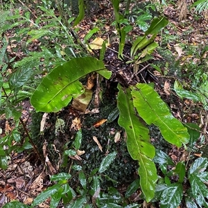 Asplenium australasicum (Bird's Nest Fern, Crow's Nest Fern) at Syndicate, QLD - 10 Jul 2025 by Tapirlord
