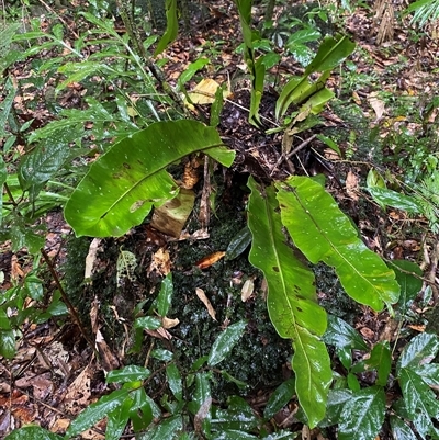 Asplenium australasicum (Bird's Nest Fern, Crow's Nest Fern) at Syndicate, QLD - 10 Jul 2025 by Tapirlord