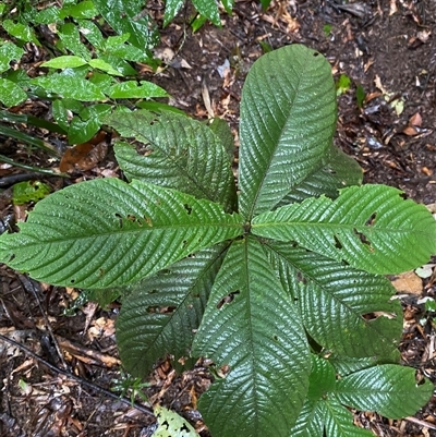 Atractocarpus hirtus (hairy indigenous gardenia) at Syndicate, QLD - 10 Jul 2025 by Tapirlord