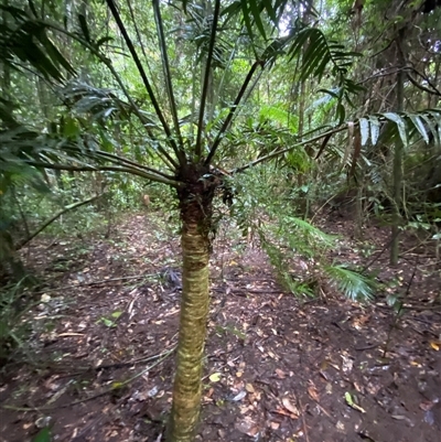 Lepidozamia hopei (Hope's Cycad) at Syndicate, QLD - 10 Jul 2025 by Tapirlord