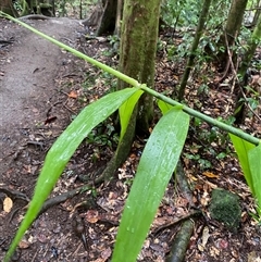 Flagellaria indica (Supplejack) at Syndicate, QLD - 10 Jul 2025 by Tapirlord