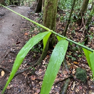 Flagellaria indica (Supplejack) at Syndicate, QLD - 10 Jul 2025 by Tapirlord