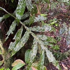Blechnum nudum at Syndicate, QLD - 10 Jul 2025 by Tapirlord