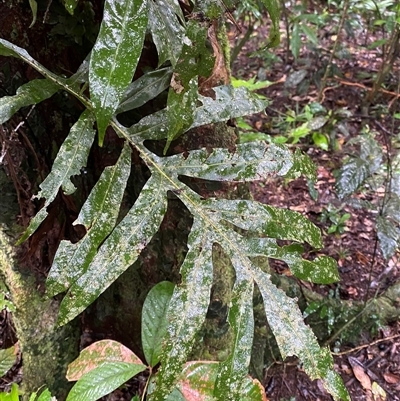 Blechnum nudum at Syndicate, QLD - 10 Jul 2025 by Tapirlord