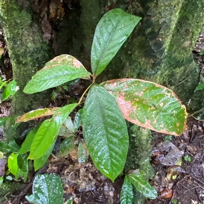 Litsea leefeana at Syndicate, QLD - 10 Jul 2025 by Tapirlord