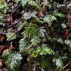 Cheilanthes austrotenuifolia at Mossman Gorge, QLD - 10 Jul 2025 by Tapirlord