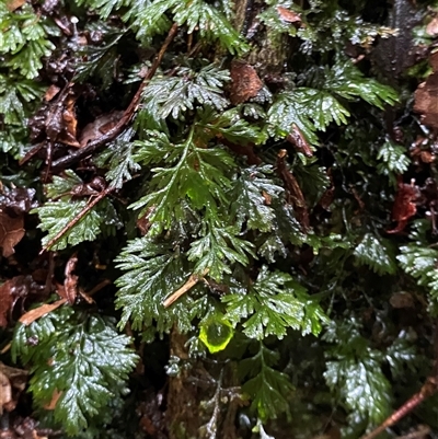 Cheilanthes austrotenuifolia at Mossman Gorge, QLD - 10 Jul 2025 by Tapirlord