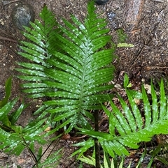 Blechnum cartilagineum (Gristle Fern) at Syndicate, QLD - 10 Jul 2025 by Tapirlord