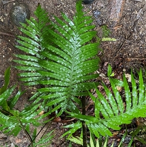 Blechnum cartilagineum (Gristle Fern) at Syndicate, QLD - 10 Jul 2025 by Tapirlord