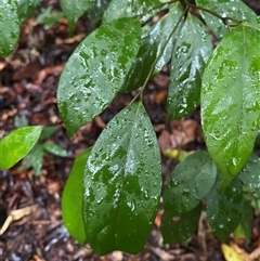 Cryptocarya triplinervis var. triplinervis at Syndicate, QLD - 10 Jul 2025 by Tapirlord