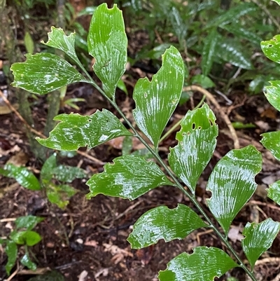 Bowenia spectabilis (Zamia Fern) at Syndicate, QLD - 10 Jul 2025 by Tapirlord
