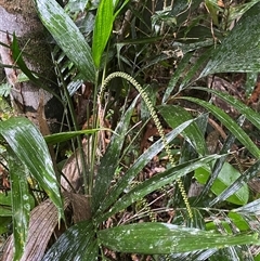 Unverified Palms at Syndicate, QLD - 10 Jul 2025 by Tapirlord