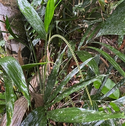 Unverified Palms at Syndicate, QLD - 10 Jul 2025 by Tapirlord