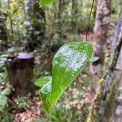 Unverified Climber or Mistletoe at Syndicate, QLD - 10 Jul 2025 by Tapirlord