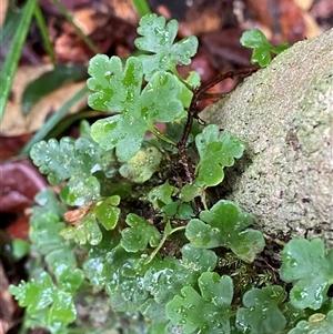 Asplenium subglandulosum at Syndicate, QLD - 10 Jul 2025 by Tapirlord