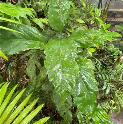 Franciscodendron laurifolium at Syndicate, QLD - 10 Jul 2025 by Tapirlord