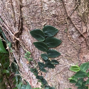 Rhaphidophora hayi (Shingle Plant) at Syndicate, QLD - 10 Jul 2025 by Tapirlord