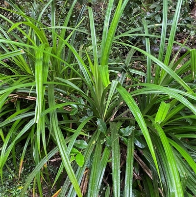 Benstonea monticola (scrub breadfruit) at Syndicate, QLD - 10 Jul 2025 by Tapirlord