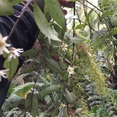 Atherosperma moschatum at Turtons Creek, VIC - 18 Aug 2021 by StuartInchley