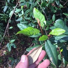 Unverified Plant at Turtons Creek, VIC - 5 Sep 2019 by StuartInchley