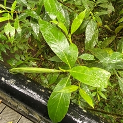 Antirhea tenuiflora (crimson berry) at Syndicate, QLD - 10 Jul 2025 by Tapirlord