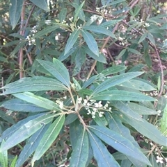 Zieria arborescens at Turtons Creek, VIC - 5 Sep 2019 by StuartInchley