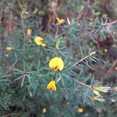 Unverified Plant at Turtons Creek, VIC - 26 Sep 2019 by StuartInchley