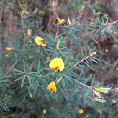 Unverified Plant at Turtons Creek, VIC - 26 Sep 2019 by StuartInchley