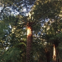 Unverified Plant at Turtons Creek, VIC - 19 Sep 2019 by StuartInchley