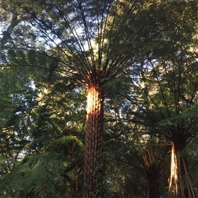 Unverified Plant at Turtons Creek, VIC - 19 Sep 2019 by StuartInchley