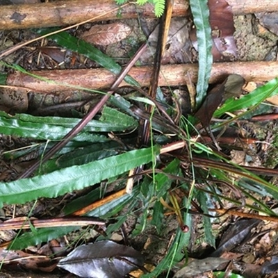 Unverified Plant at Turtons Creek, VIC - 6 Jan 2021 by StuartInchley