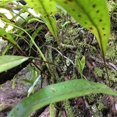 Zealandia pustulata at Turtons Creek, VIC - 14 Sep 2019 by StuartInchley