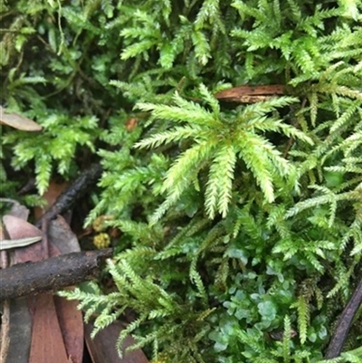Unverified Plant at Turtons Creek, VIC - 10 Sep 2019 by StuartInchley