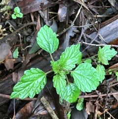 Australina pusilla at Turtons Creek, VIC - 10 Sep 2019 by StuartInchley